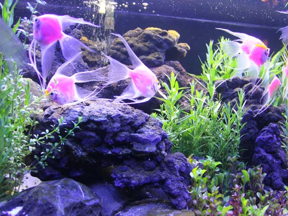 Beautiful fishes in a fish tank