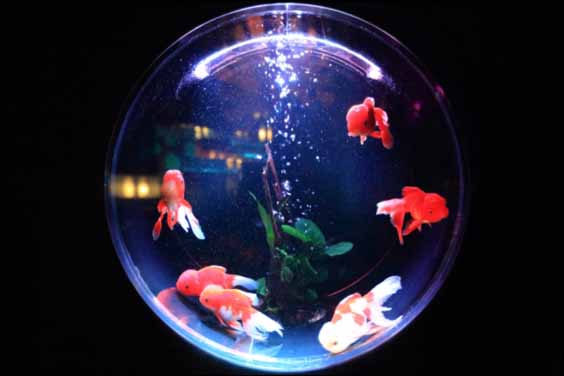 A Circular Aquarium