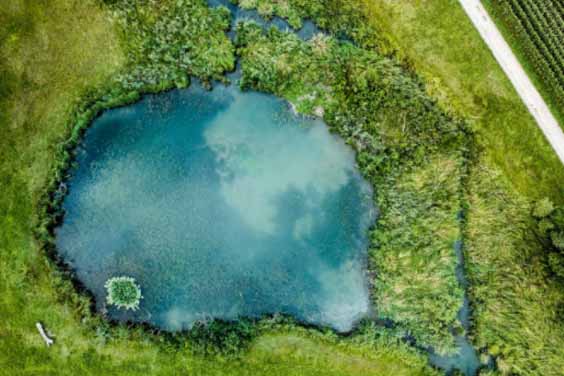 A natural pond surrounded by abundant vegetation