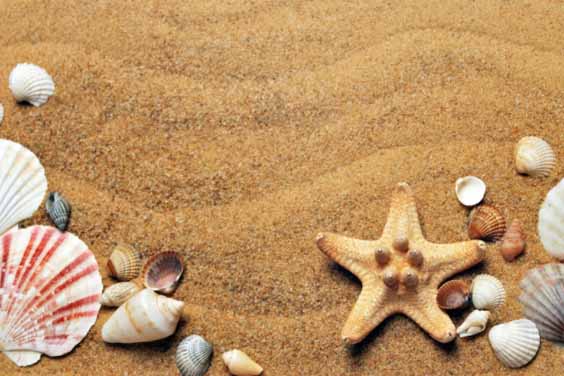 Beach Sand and Shells