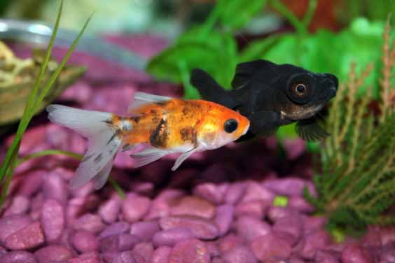 Fish Inside an Aquarium