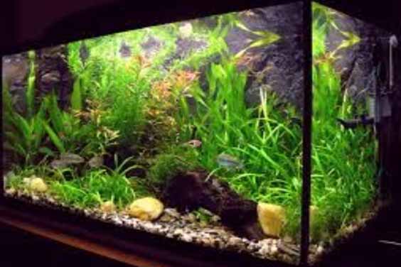 For freshwater aquarium