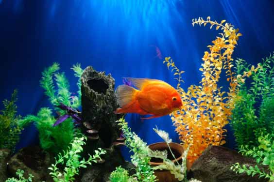 Types of Filter Media For Aquaria