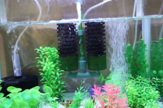 Sponge Filter Aquarium 2 Sponge Filter Aquarium