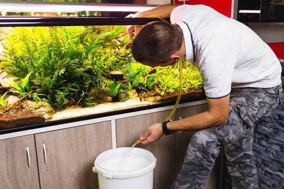 Person siphoning water from an aquarium