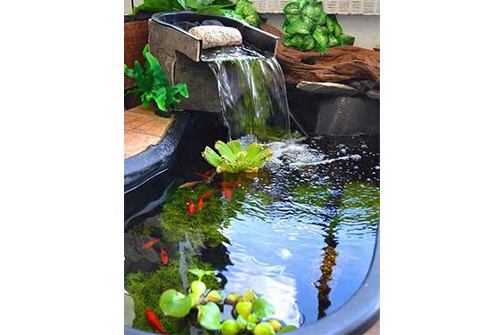 A Plastic Indoor Pond