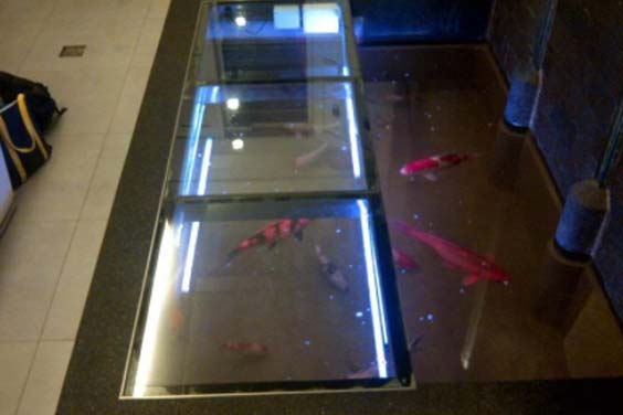 A glass floor built over a koi pond