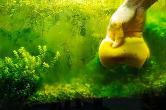 A person cleaning an algae-ridden fish tank with a sponge