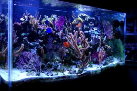 Aquarium Uv Sterilizers In Australia