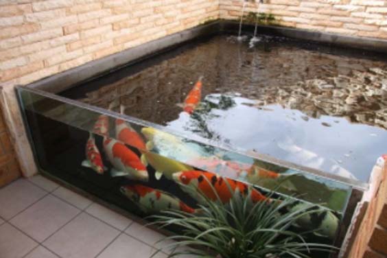 An instapond with koi fish