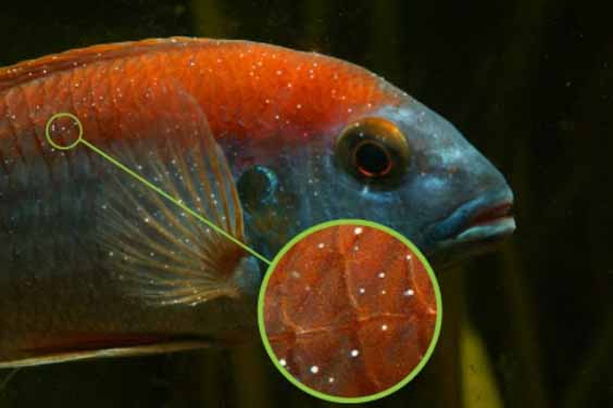 An orange fish with white spot disease