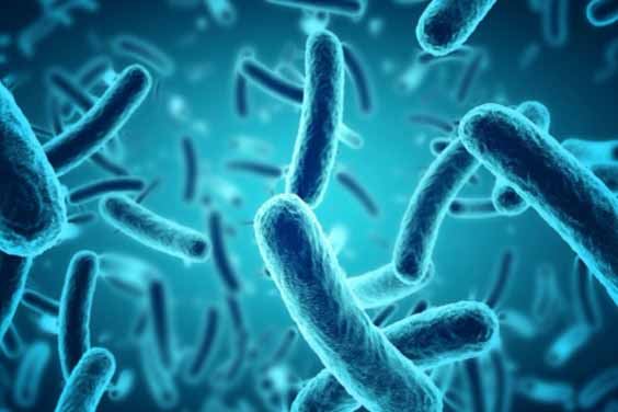 Bacteria under a microscope