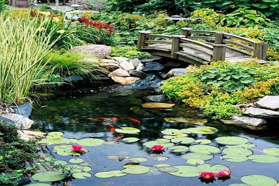 Bridge on a koi pond