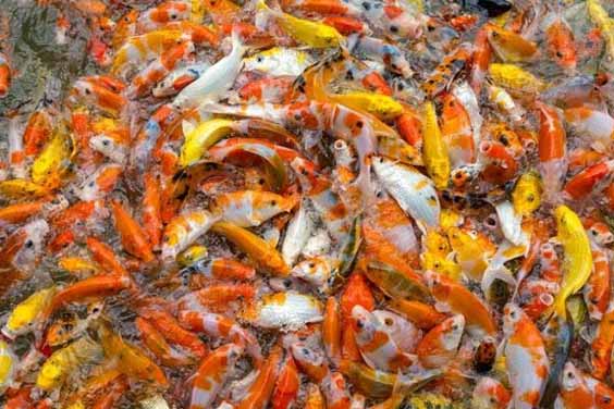 Crowded Koi Pond