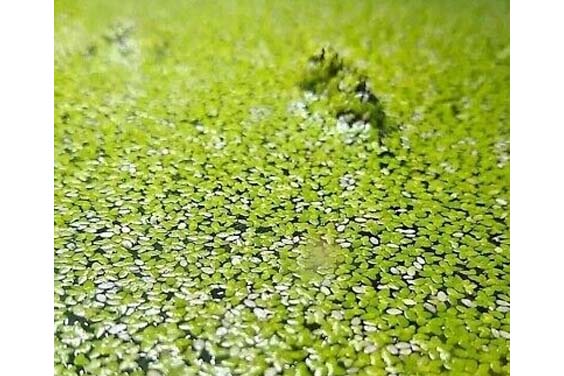 Focused image of duckweed