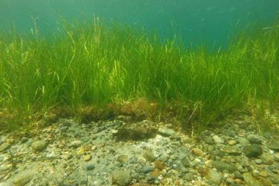 Eelgrass