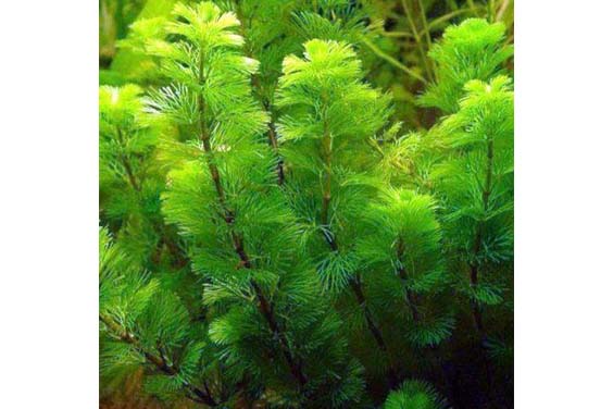 Fanwort