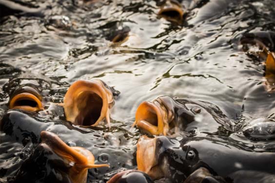 Close up image of fish feeding