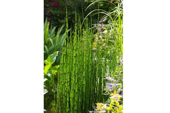 Horsetail