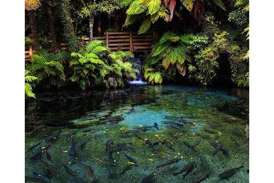 Fish pond with jungle design