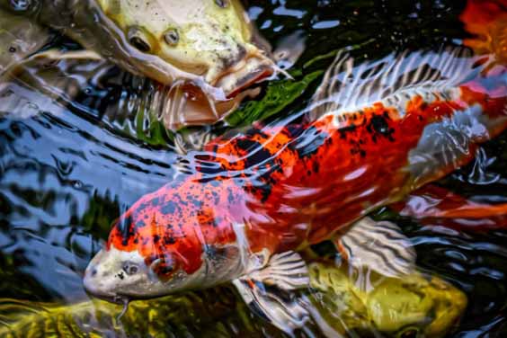 Koi Pond Ideas For Your Garden