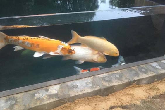 Koi fish in a glass tank