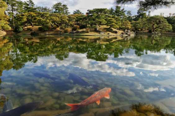 Large Fish Pond