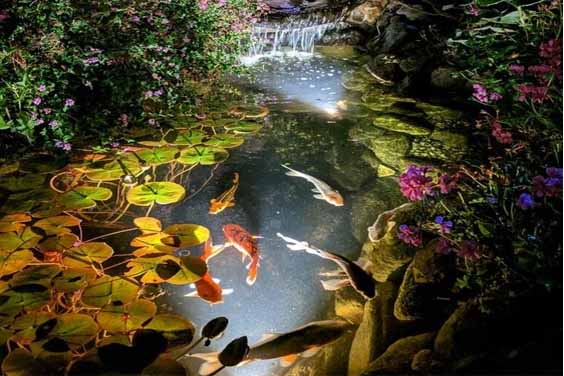 Light Pond with Koi