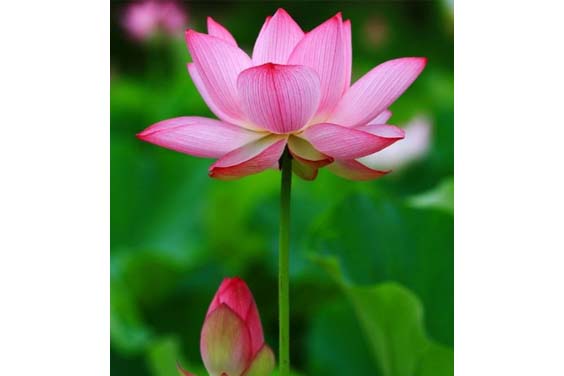 Close up image of a pink lotus