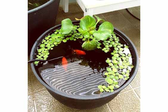 Mini Pond