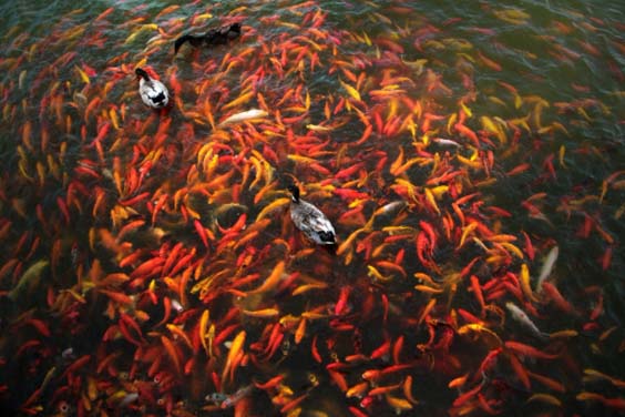 Overcrowded Pond
