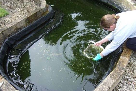 Pond Cleaning