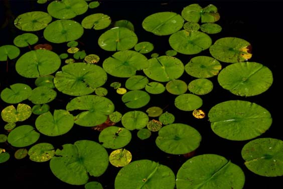 Pond Plants