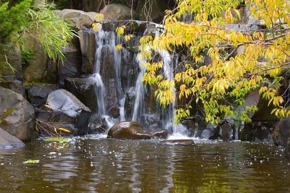 Pond Trees