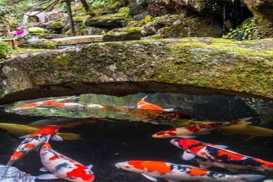 Traditional Koi Pond