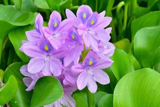 Water Hyacinth