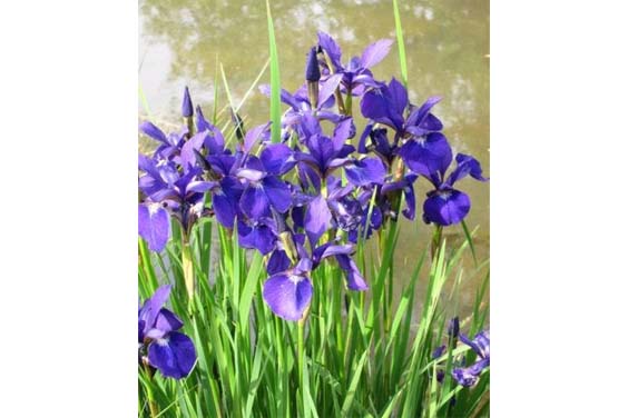 Water Iris