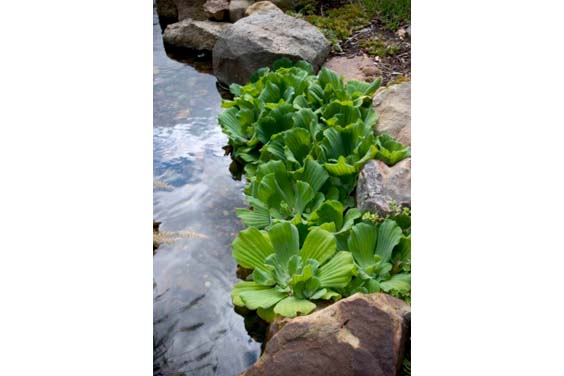 Water Lettuce