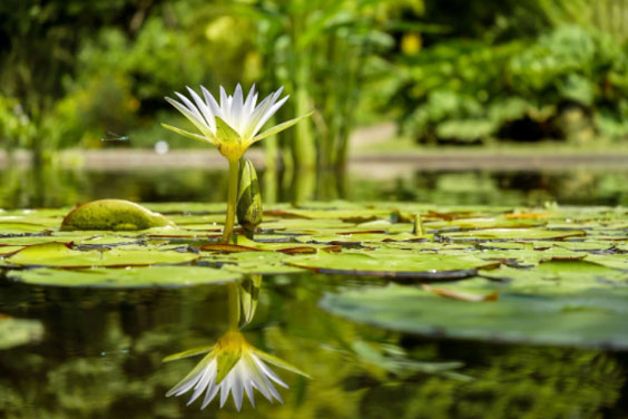 Water Plants