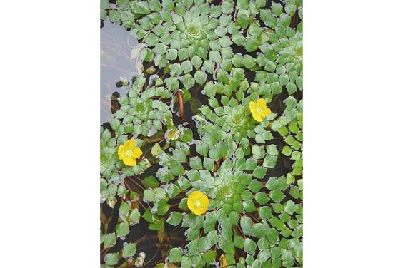 Water Purslane