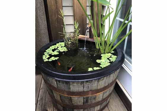 Whiskey Barrel Pond