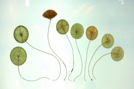 Algae