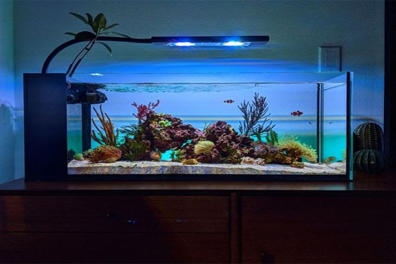 Aquarium Tank