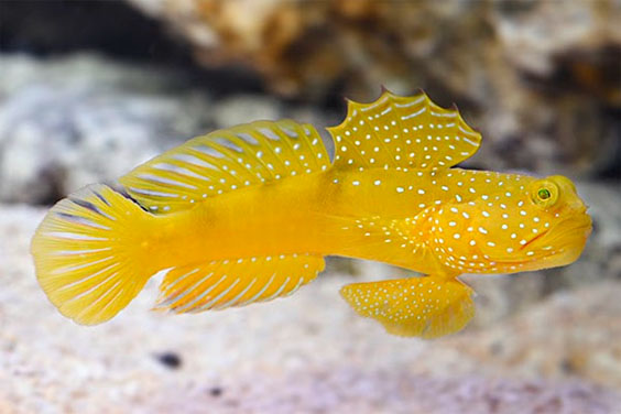 Fish in an Aquarium