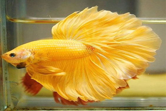 A Freshwater Aquarium Betta Fish