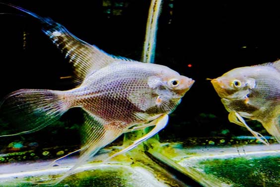 A Silver Angelfish