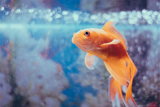 An Aquarium Fish