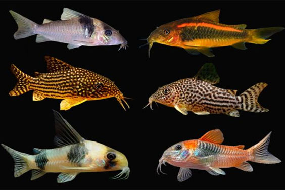 Assorted Freshwater Corydoras