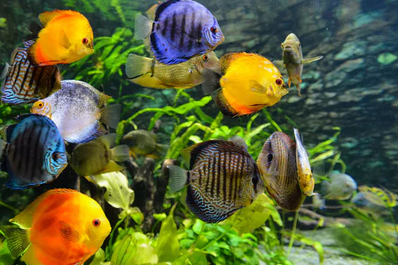 Aquarium Fishes