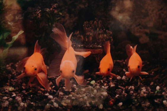 Decorated Goldfish Aquarium